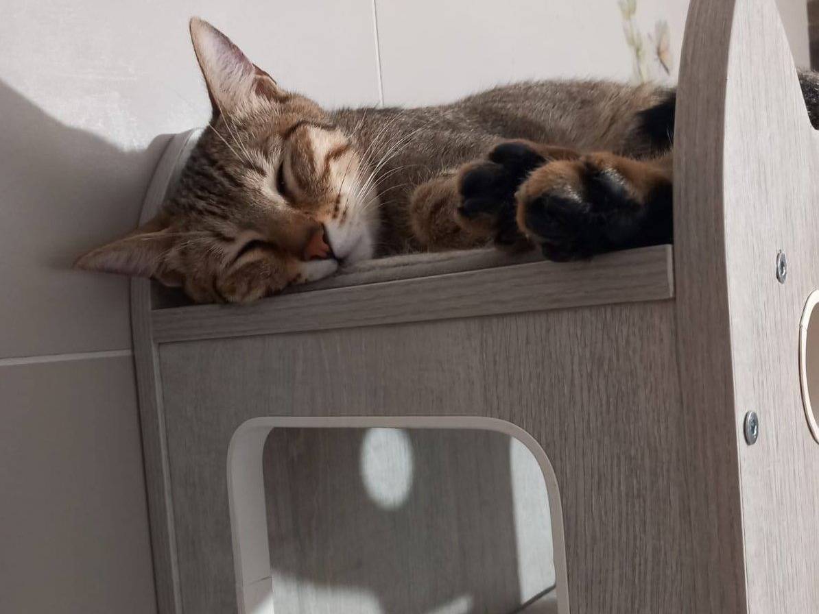 Adotta un gatto, taglia non valida, maschio, Bari