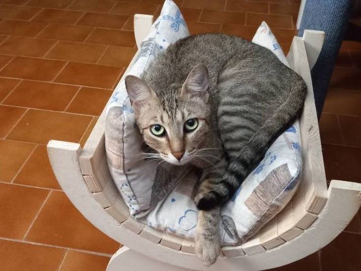 Vuoi adottare un gatto a Bari?