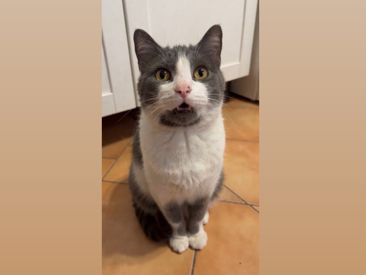 Adotta un gatto, femmina, 6 anni, Potenza