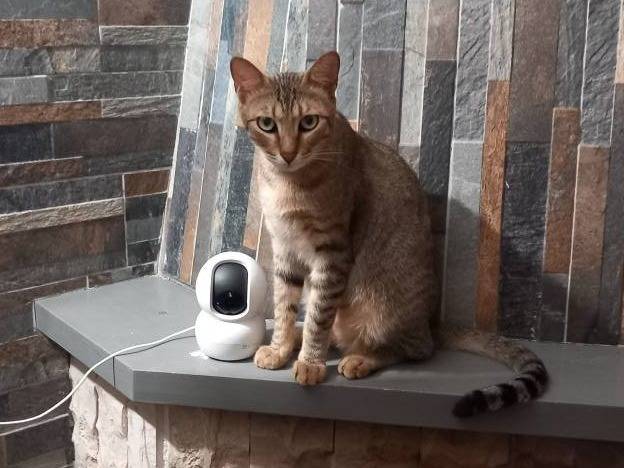 Adotta il gatto James a Bari