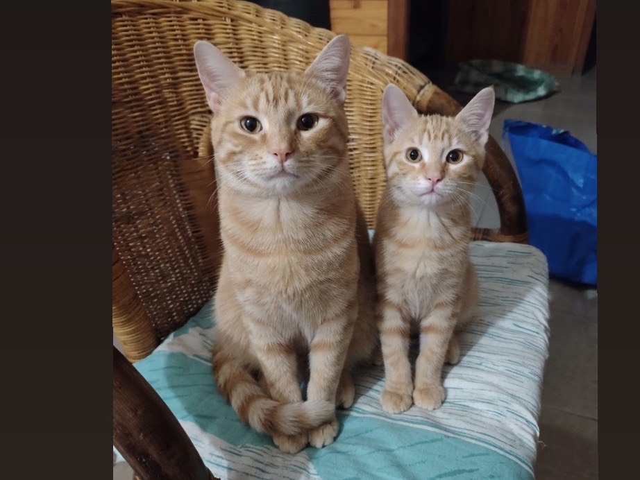 Adozione gatto, maschio, Razza sconosciuta Razza sconosciuta, 2 mesi, taglia non valida, Potenza