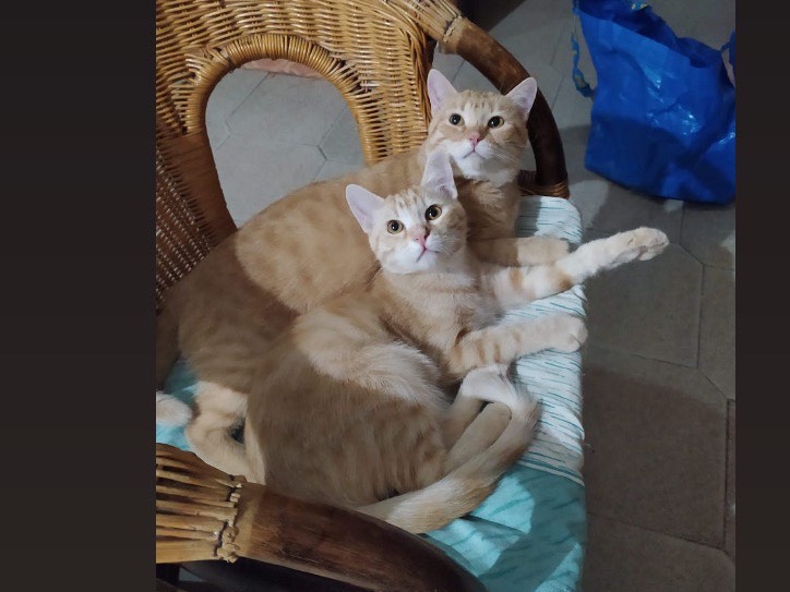 Adotta un gatto, maschio, 2 mesi, Potenza