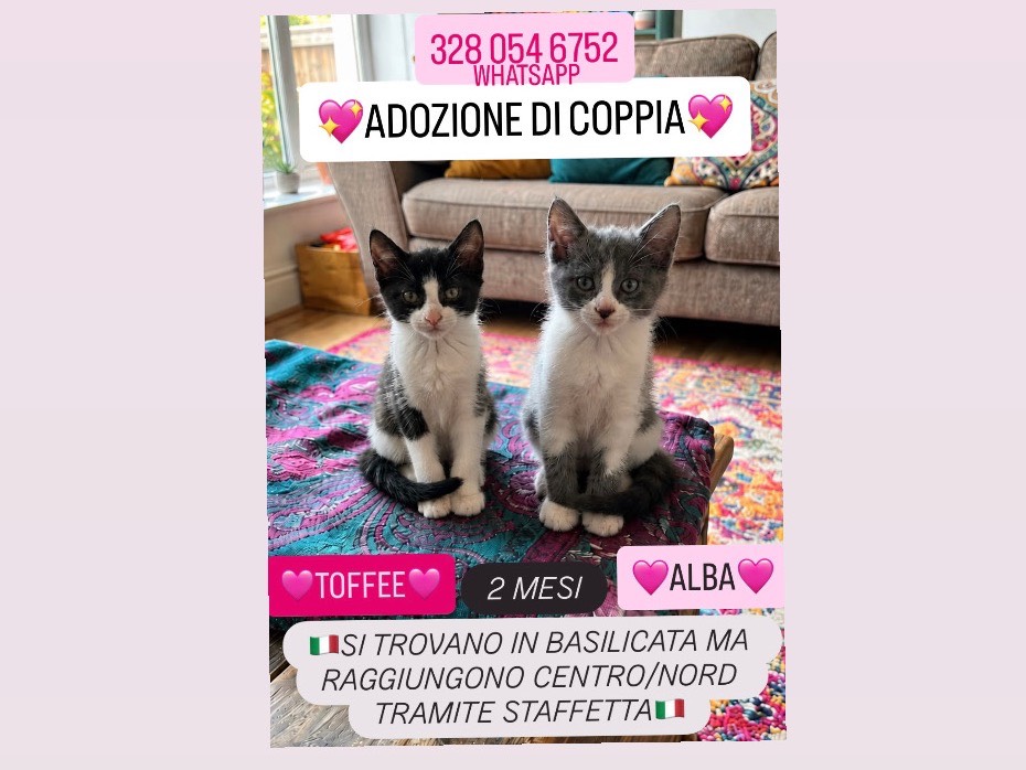 Adozione gatto, femmina, Razza sconosciuta Razza sconosciuta, 2 mesi, taglia non valida, Potenza