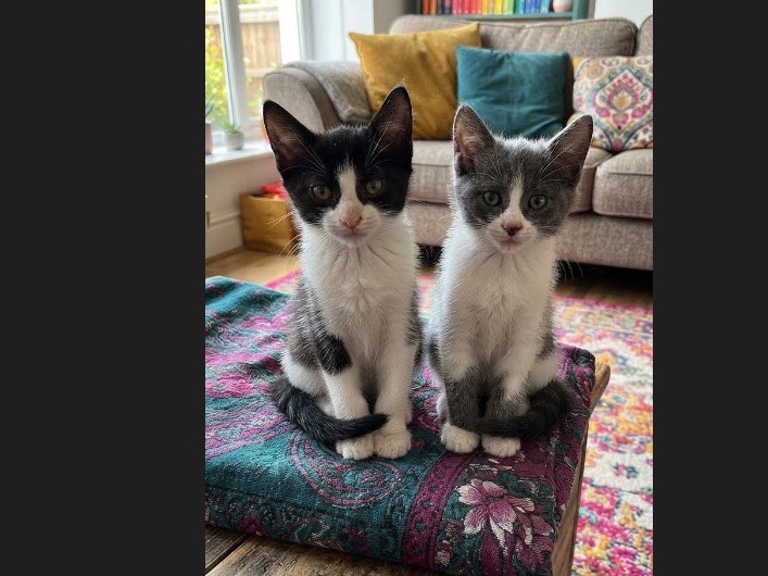 Adotta un gatto, femmina, 2 mesi, Potenza