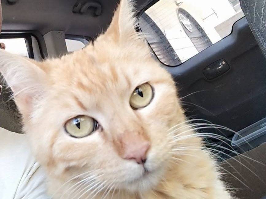 Adozione gatto, femmina, Razza sconosciuta Razza sconosciuta, 2 anni e 9 mesi, taglia non valida, Brescia