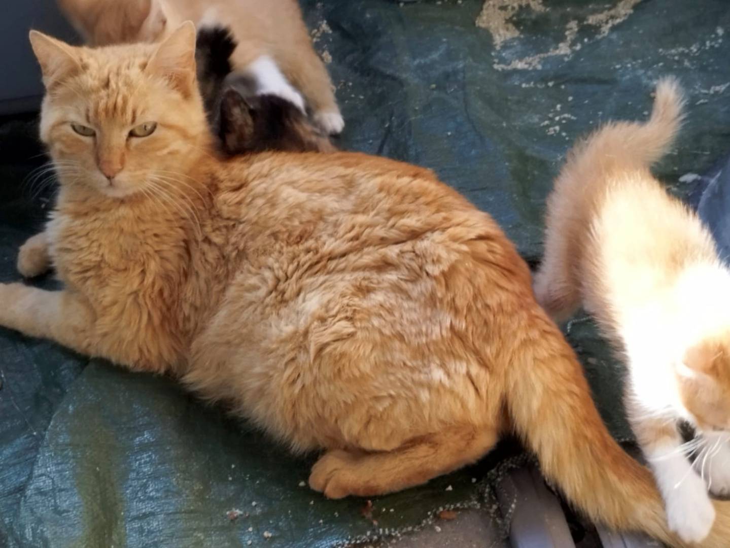 Vuoi adottare un gatto a Brescia?