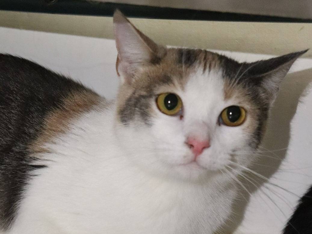 Adozione gatto, femmina, Razza sconosciuta Razza sconosciuta, 2 anni e 4 mesi, taglia non valida, Milano