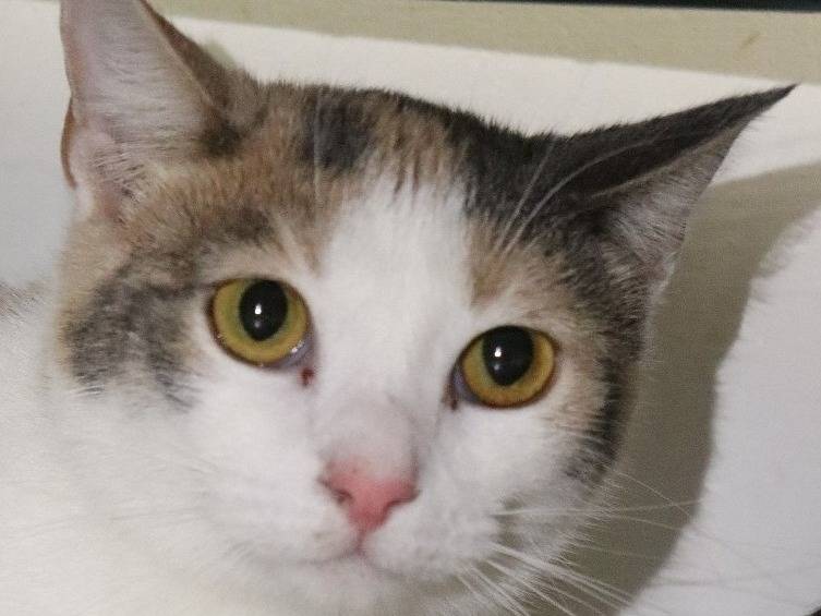 Adotta un gatto, femmina, 2 anni e 4 mesi, Milano
