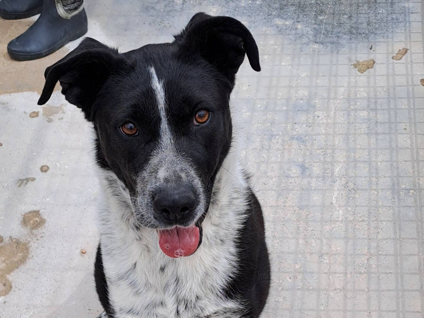 Adotta un cane, femmina, 3 anni e 11 mesi, Torino