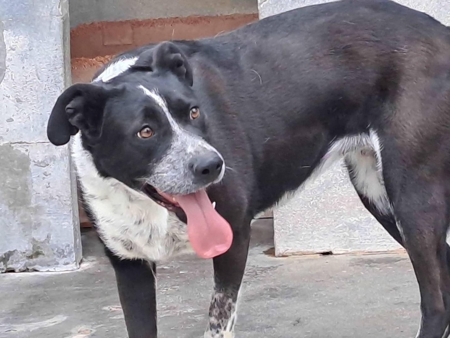 Vuoi adottare un cane a Torino?