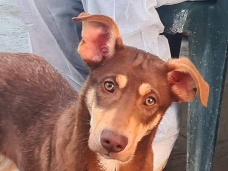 Adozione cane, maschio, Razza sconosciuta Razza sconosciuta, 1 anno e 3 mesi, taglia media, Varese