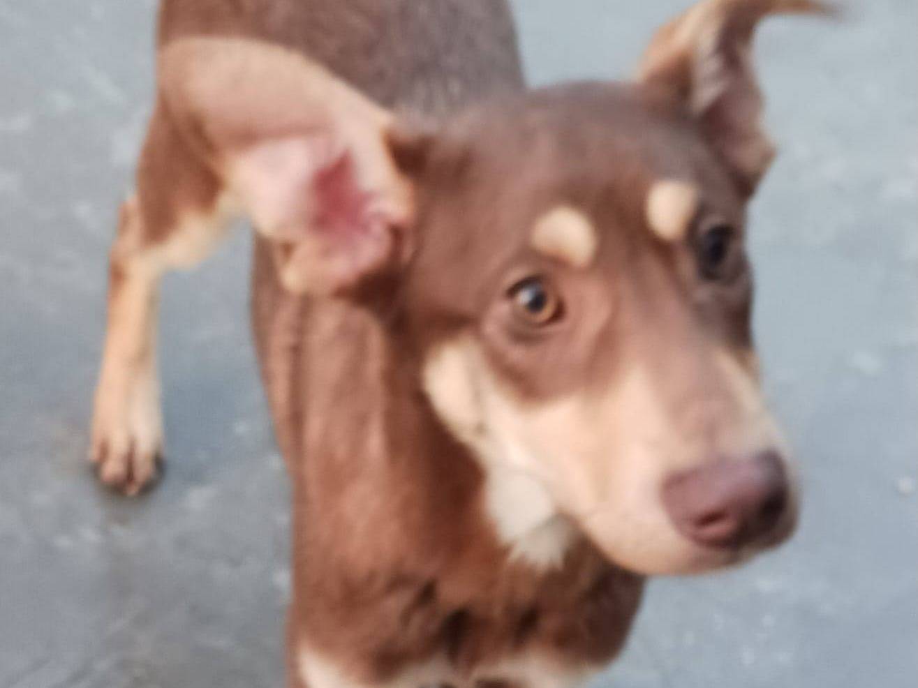 Adotta un cane, maschio, 1 anno e 3 mesi, Varese