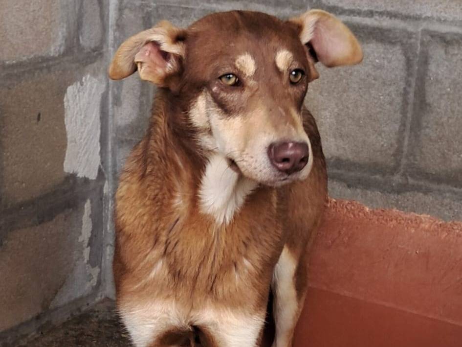 Adotta un cane, taglia media, maschio, Varese