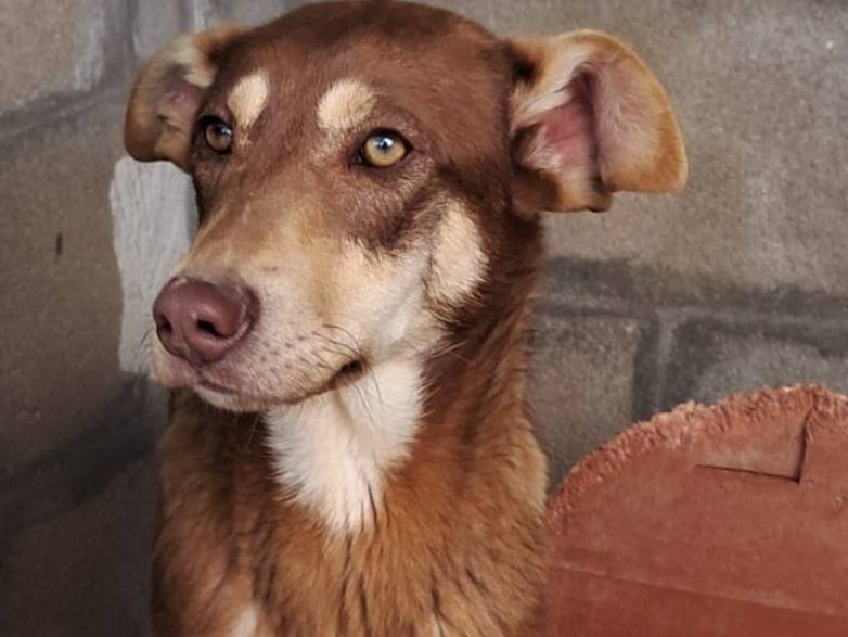 Vuoi adottare un cane a Varese?