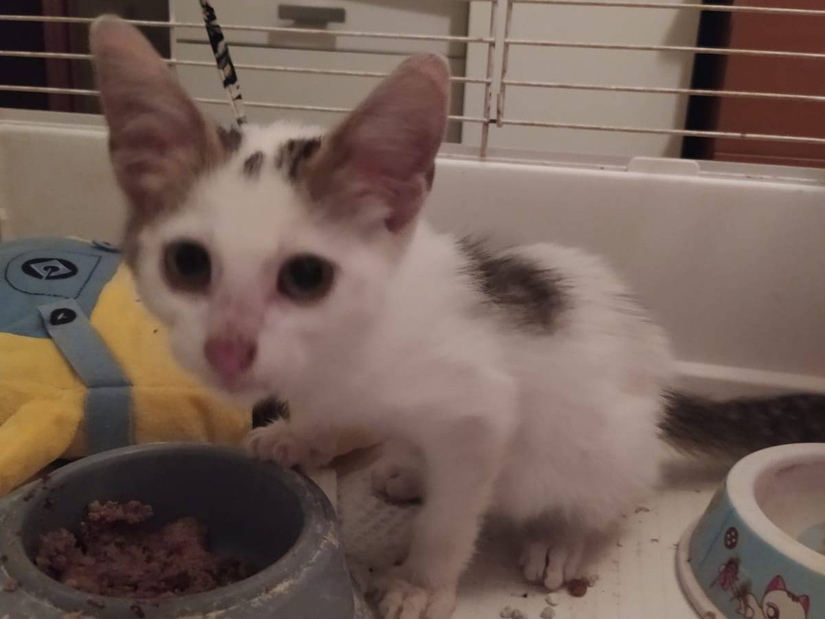Adozione gatto, maschio, Razza sconosciuta Razza sconosciuta, 2 mesi, taglia non valida, Milano