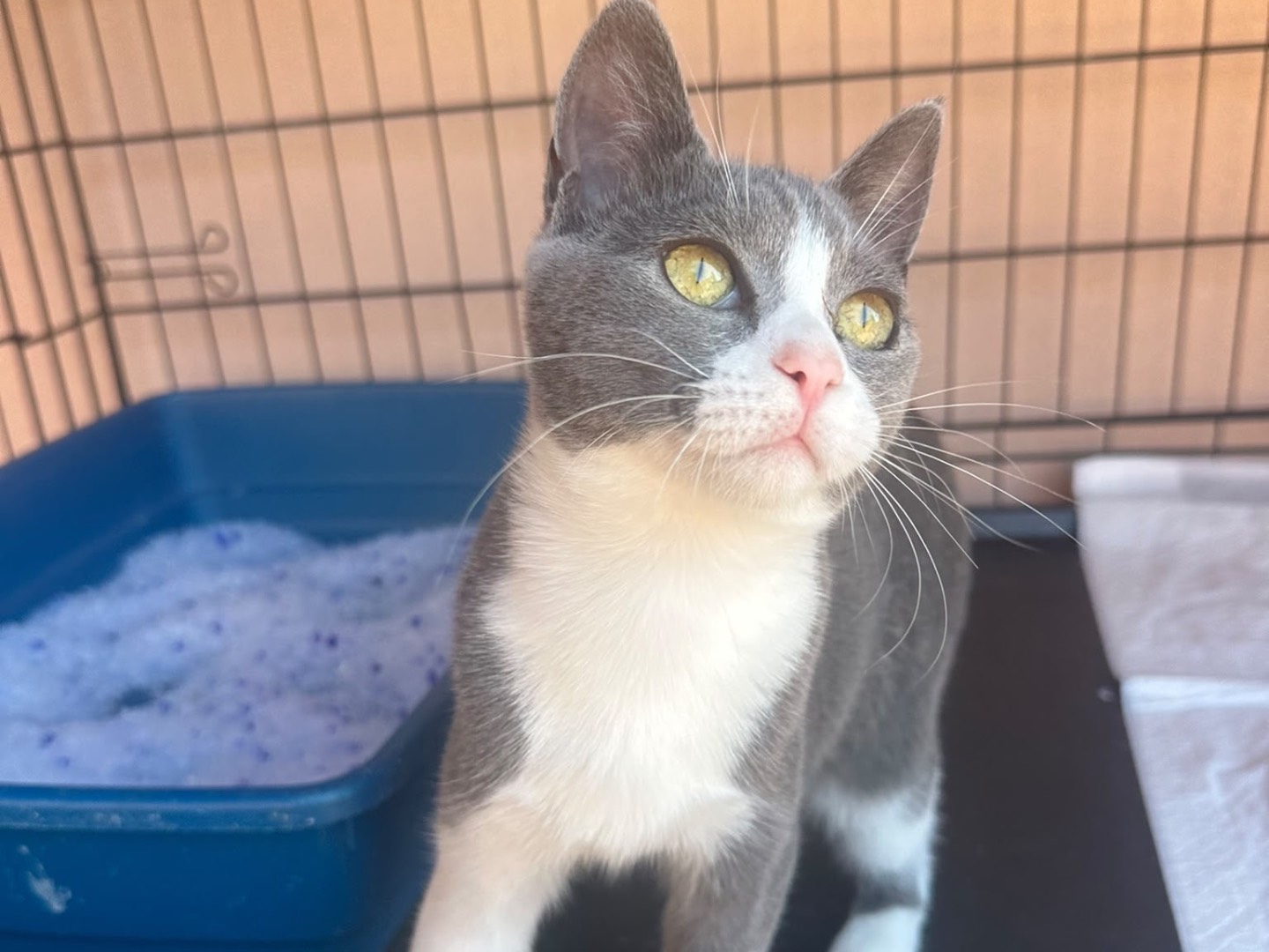Adozione gatto, femmina, Razza sconosciuta Razza sconosciuta, 4 mesi, taglia non valida, Messina