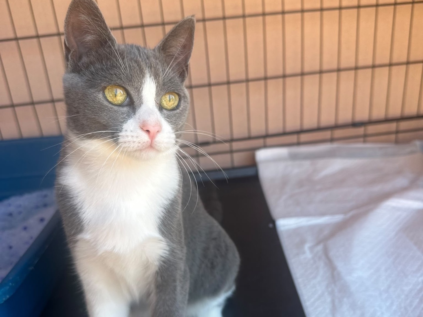 Adotta un gatto, femmina, 4 mesi, Messina