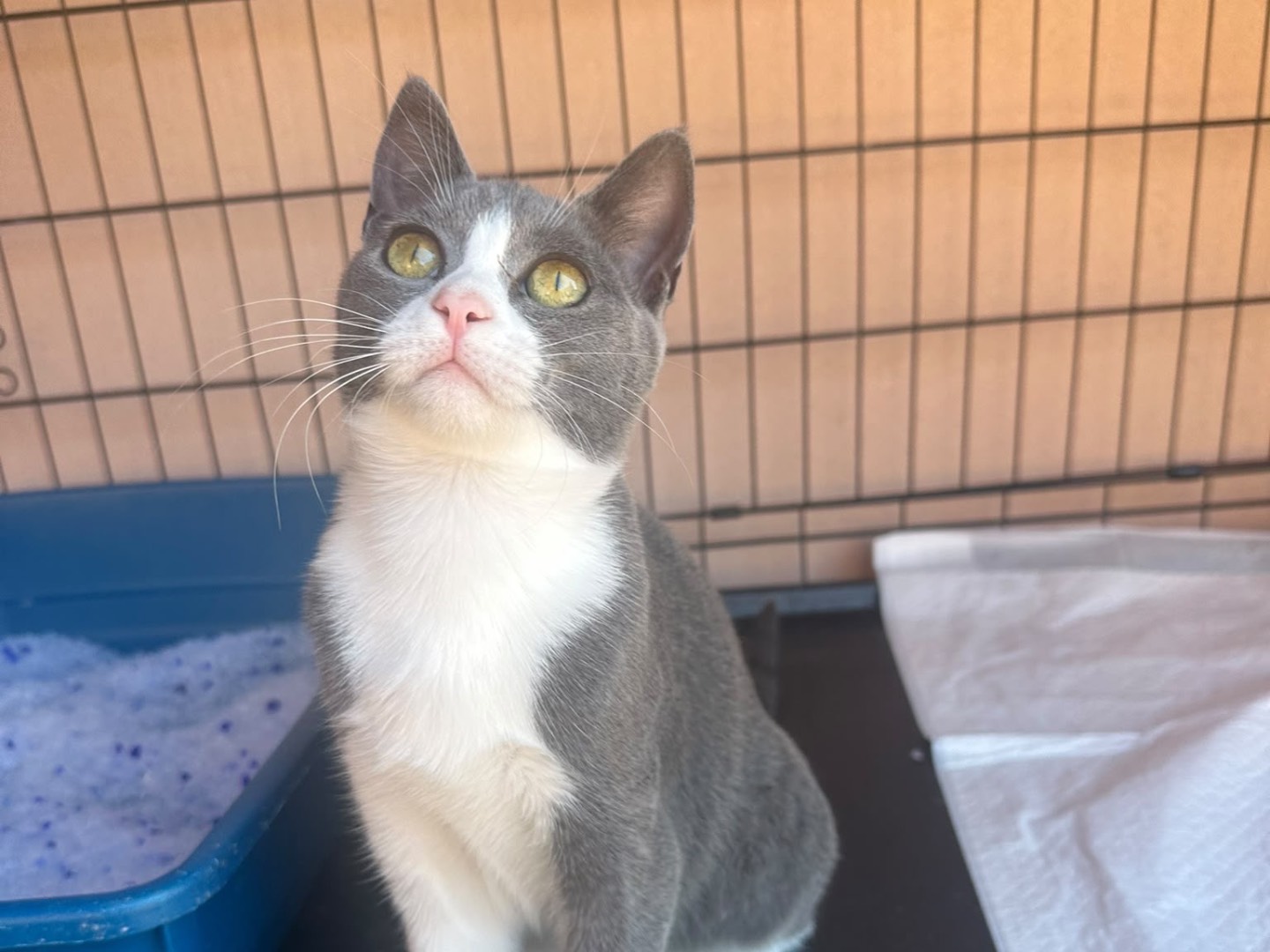 Adotta un gatto, taglia non valida, femmina, Messina