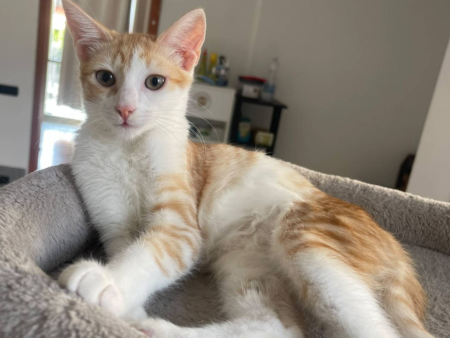 Adozione gatto, femmina, Razza sconosciuta Razza sconosciuta, 5 mesi, taglia non valida, Brescia