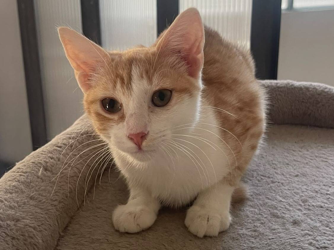 Adotta un gatto, femmina, 5 mesi, Brescia