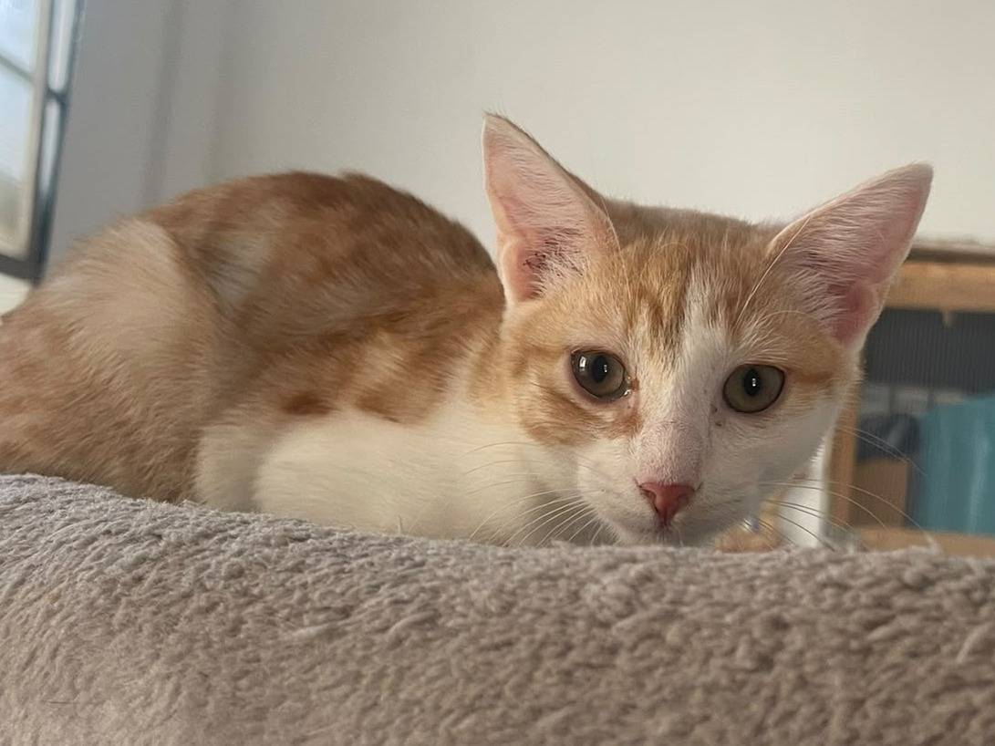 Adotta un gatto, taglia non valida, femmina, Brescia