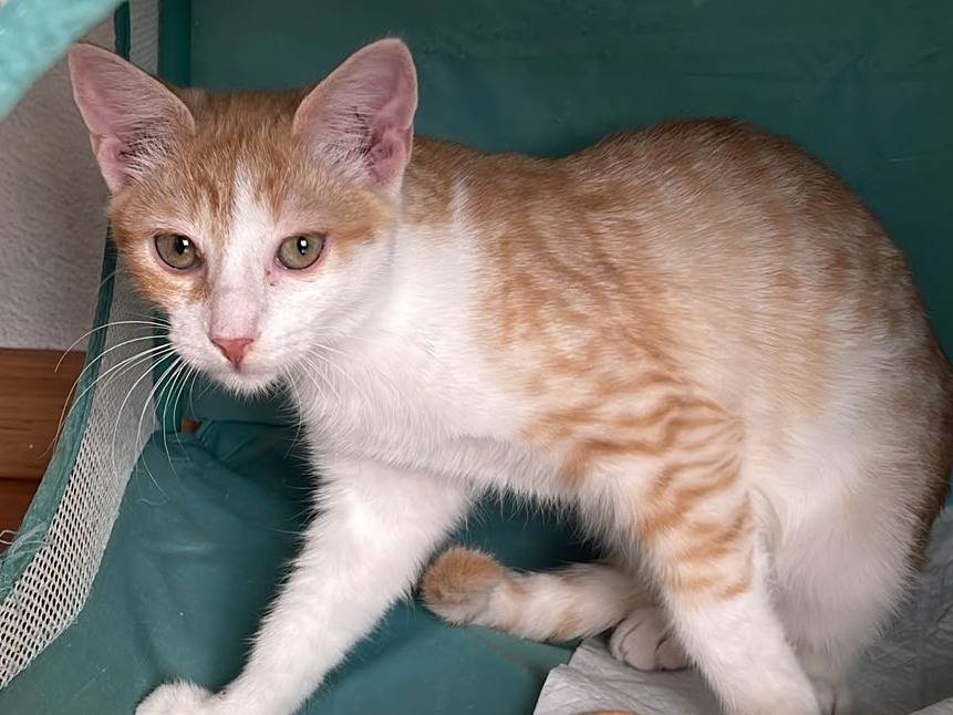 Vuoi adottare un gatto a Brescia?