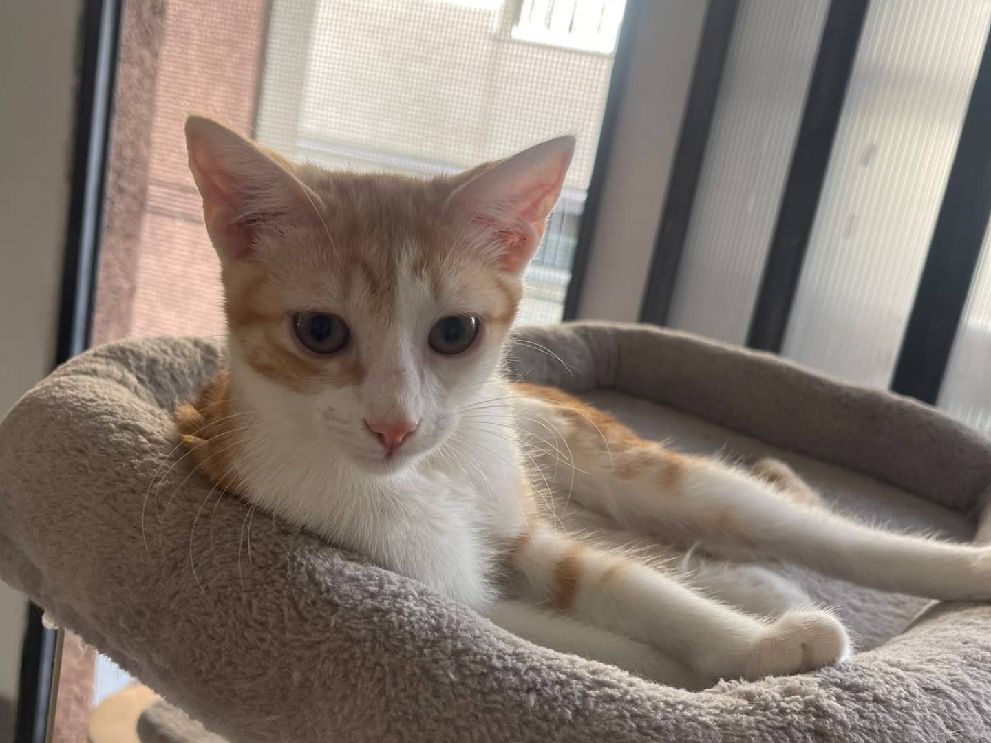 Adotta il gatto Papessa a Brescia