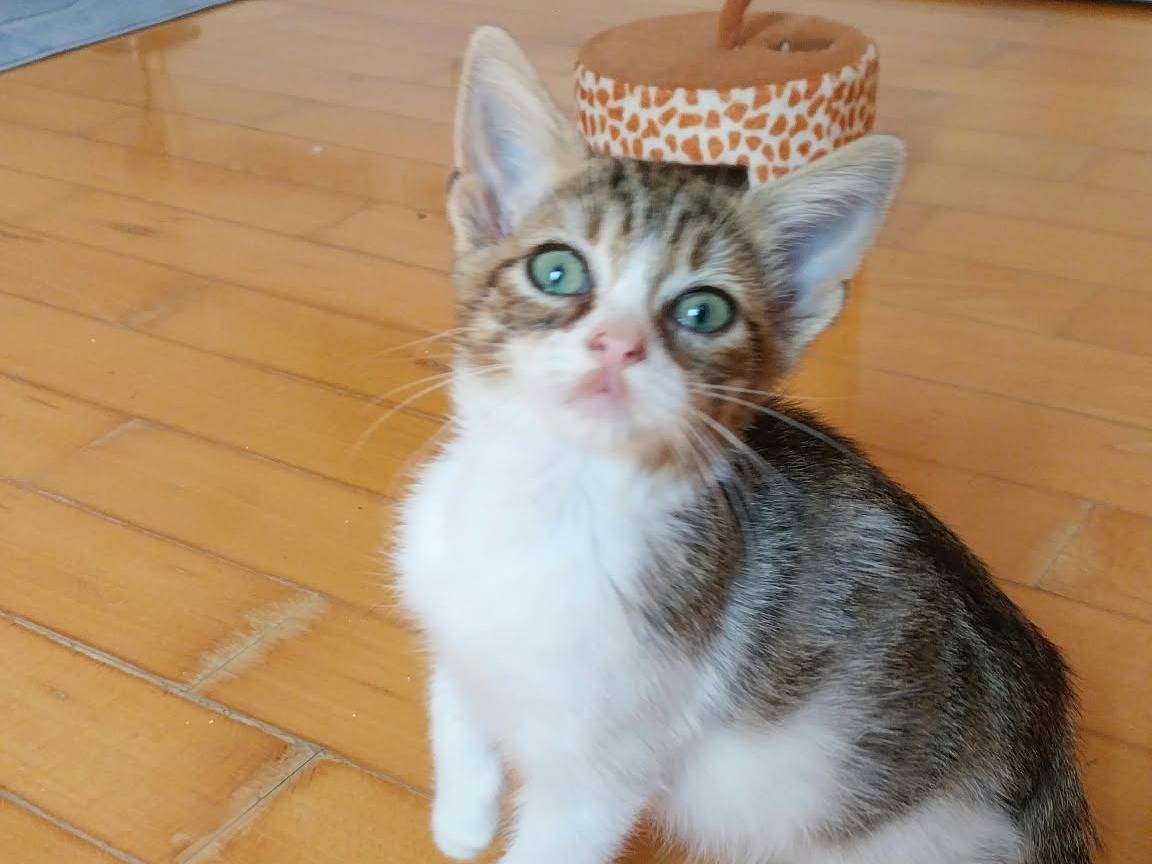 Adozione gatto, femmina, Razza sconosciuta Razza sconosciuta, 3 mesi, taglia non valida, Viterbo