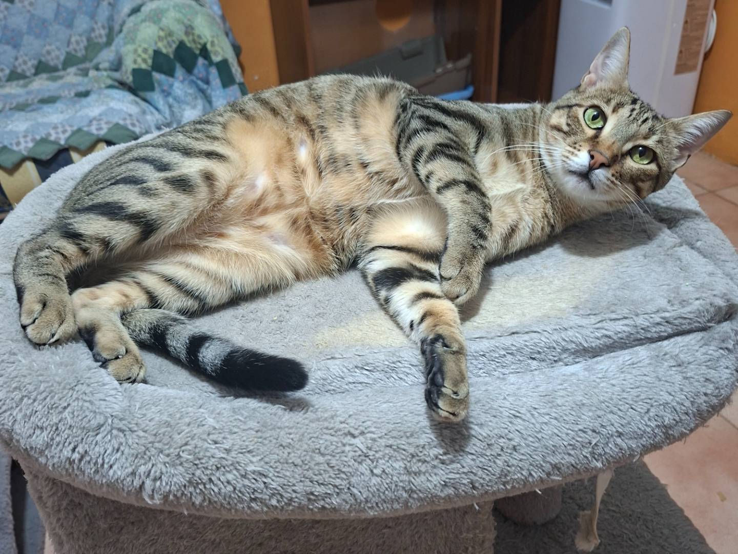 Adozione gatto, maschio, Razza sconosciuta Razza sconosciuta, 1 anno e 2 mesi, taglia non valida, Viterbo