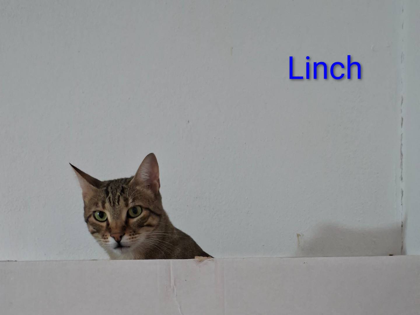 Adotta un gatto, maschio, 1 anno e 2 mesi, Viterbo