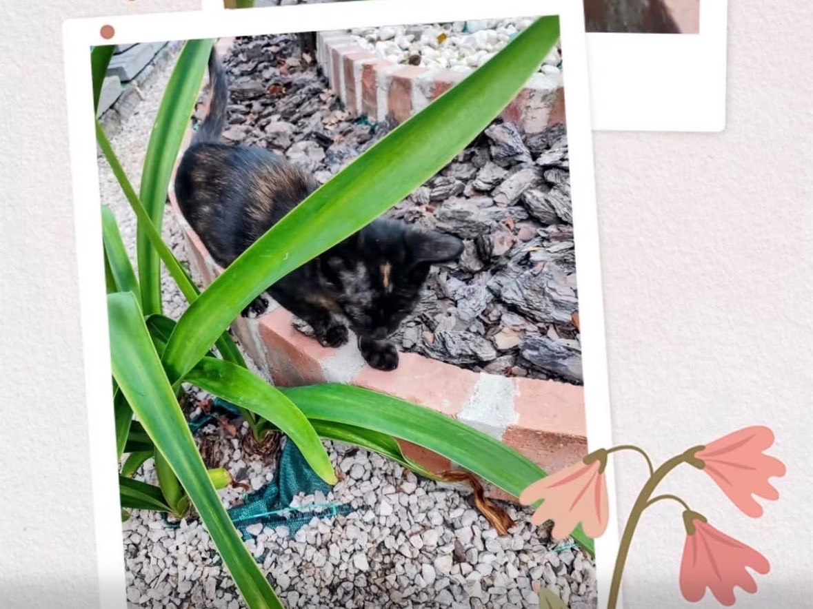 Adotta un gatto, taglia non valida, femmina, Napoli