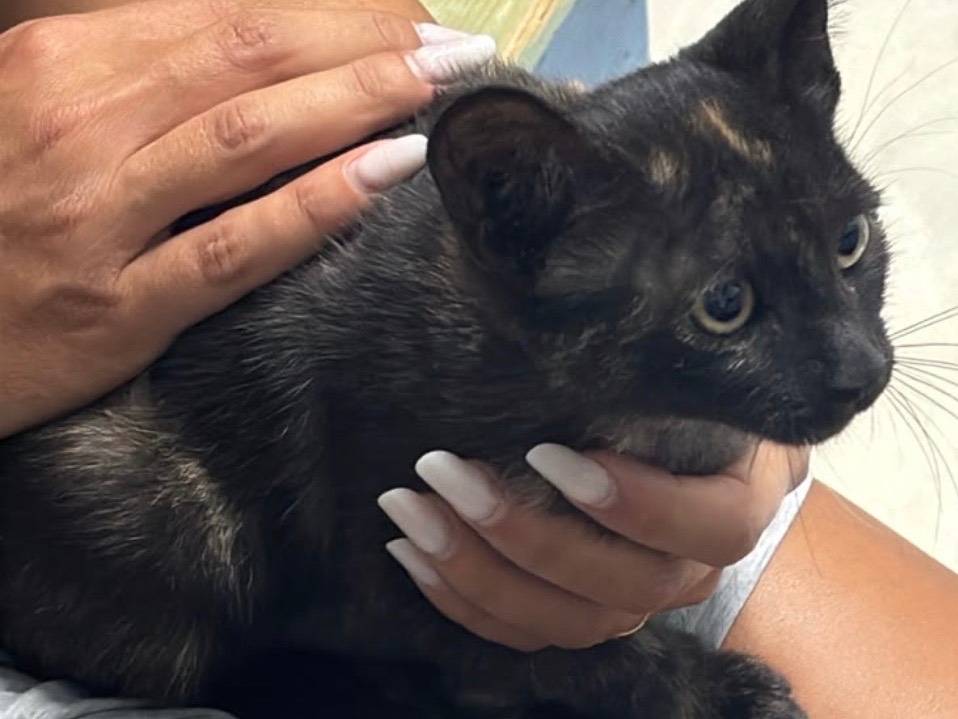 Adotta un gatto, femmina, 3 mesi, Napoli