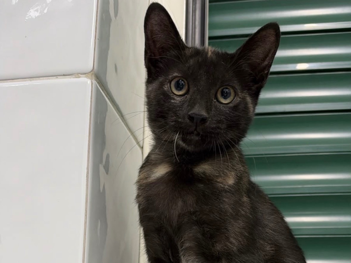 Adozione gatto, femmina, Razza sconosciuta Razza sconosciuta, 3 mesi, taglia non valida, Napoli
