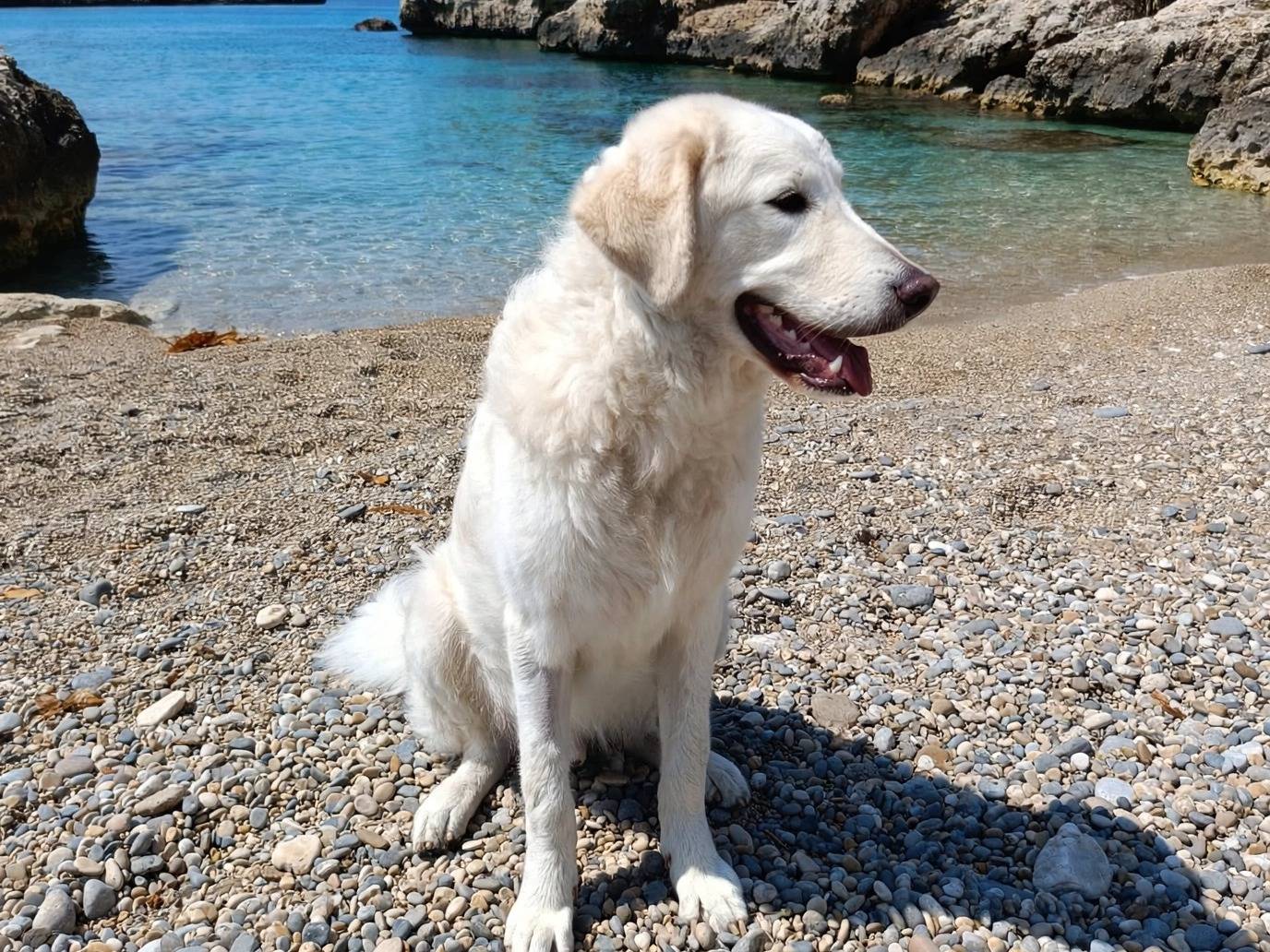 Adotta un cane, maschio, 9 mesi, Siracusa