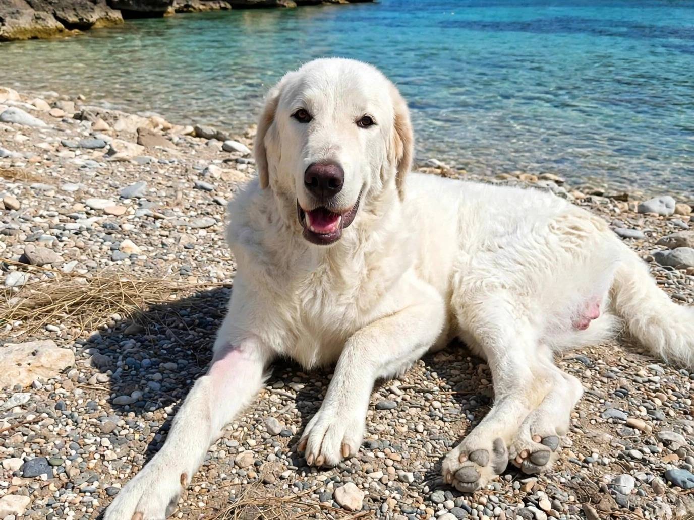 Adotta un cane, taglia grande, maschio, Siracusa