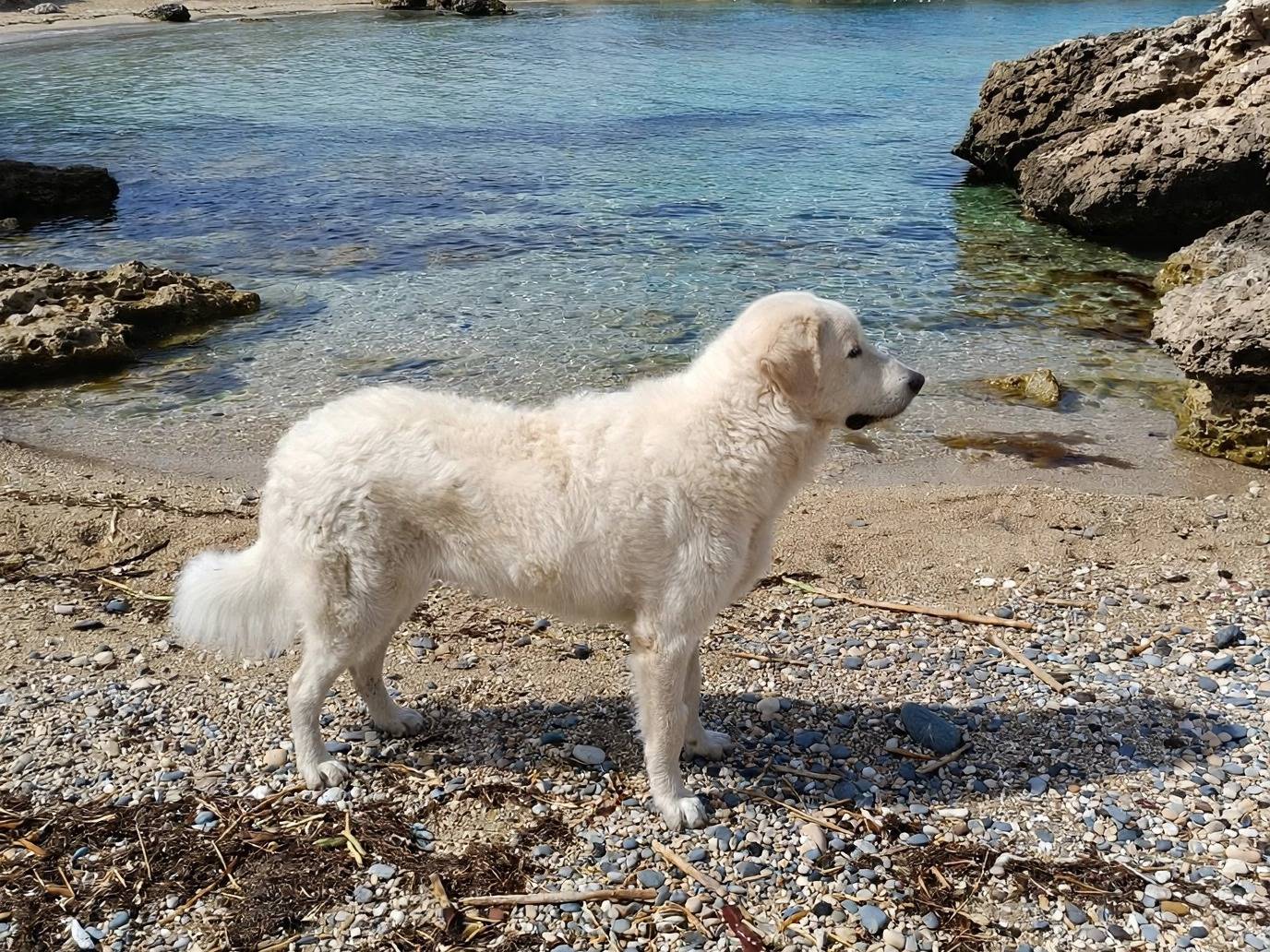 Vuoi adottare un cane a Siracusa?