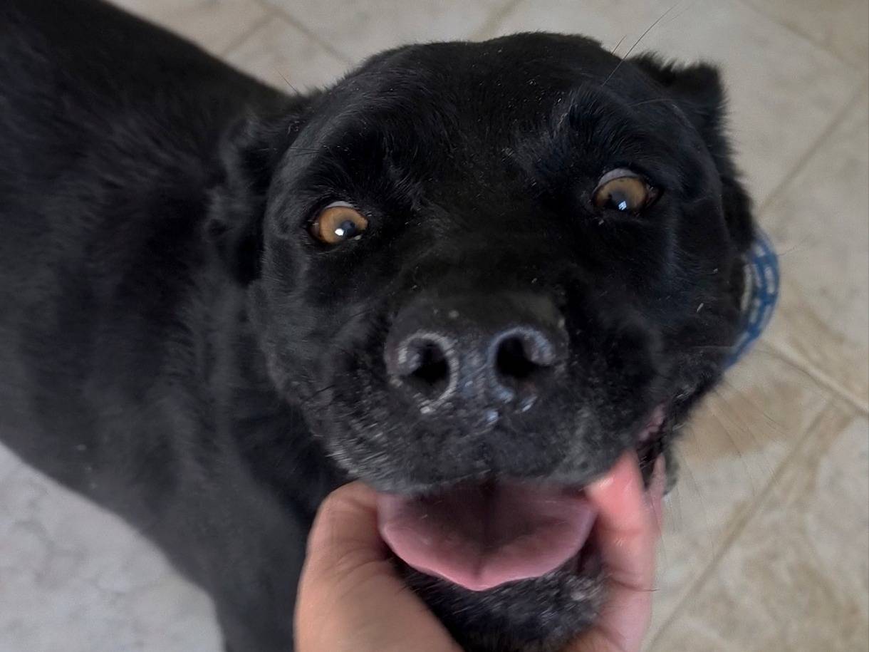 Adotta un cane, femmina, 5 anni e 10 mesi, Bari