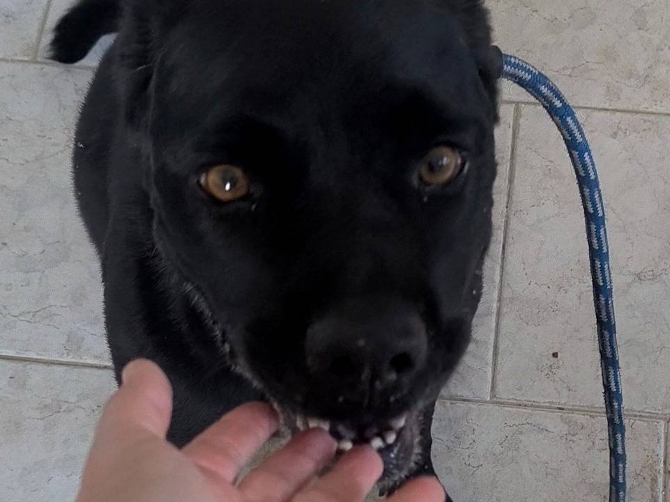 Adotta un cane, taglia grande, femmina, Bari