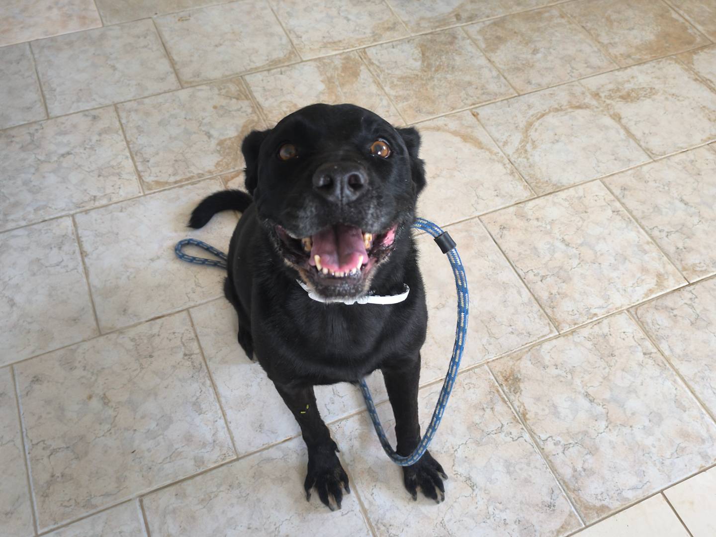 Vuoi adottare un cane a Bari?