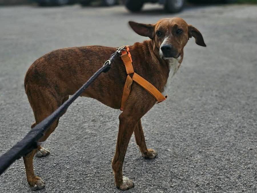Adozione cane, femmina, Segugio maremmano Razza sconosciuta, 2 anni e 1 mese, taglia media contenuta, Avellino