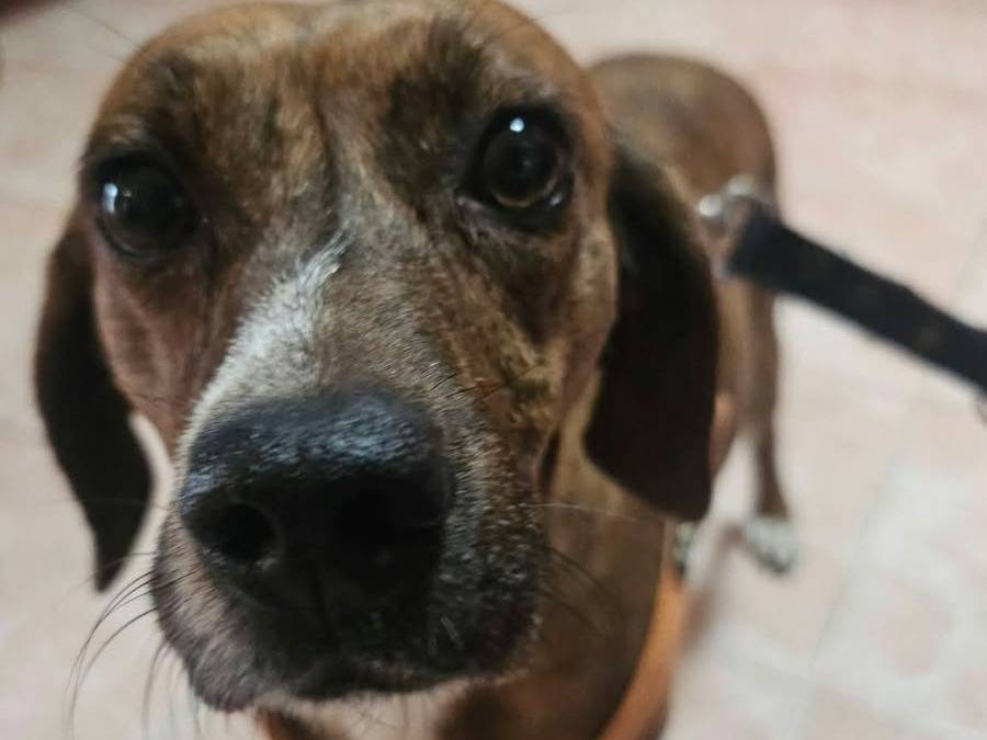Adotta un cane, femmina, 2 anni e 1 mese, Avellino