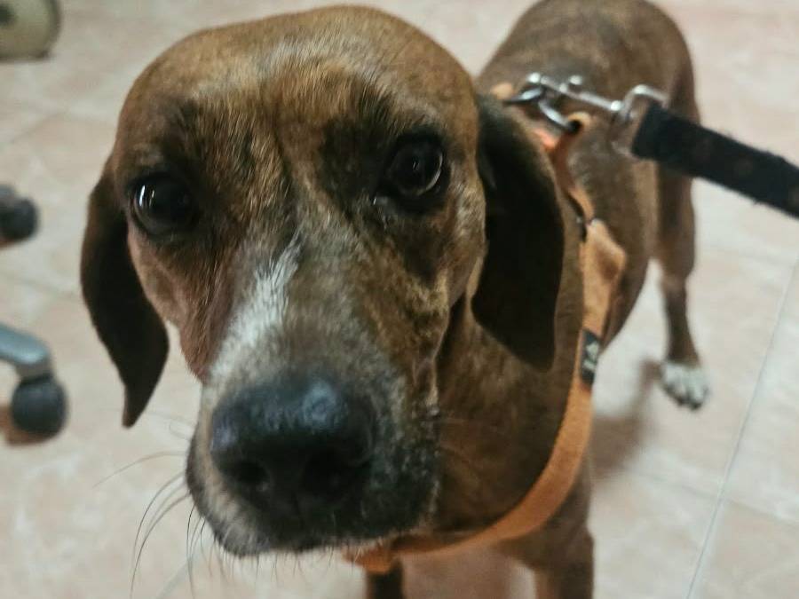 Adotta un cane, taglia media contenuta, femmina, Avellino