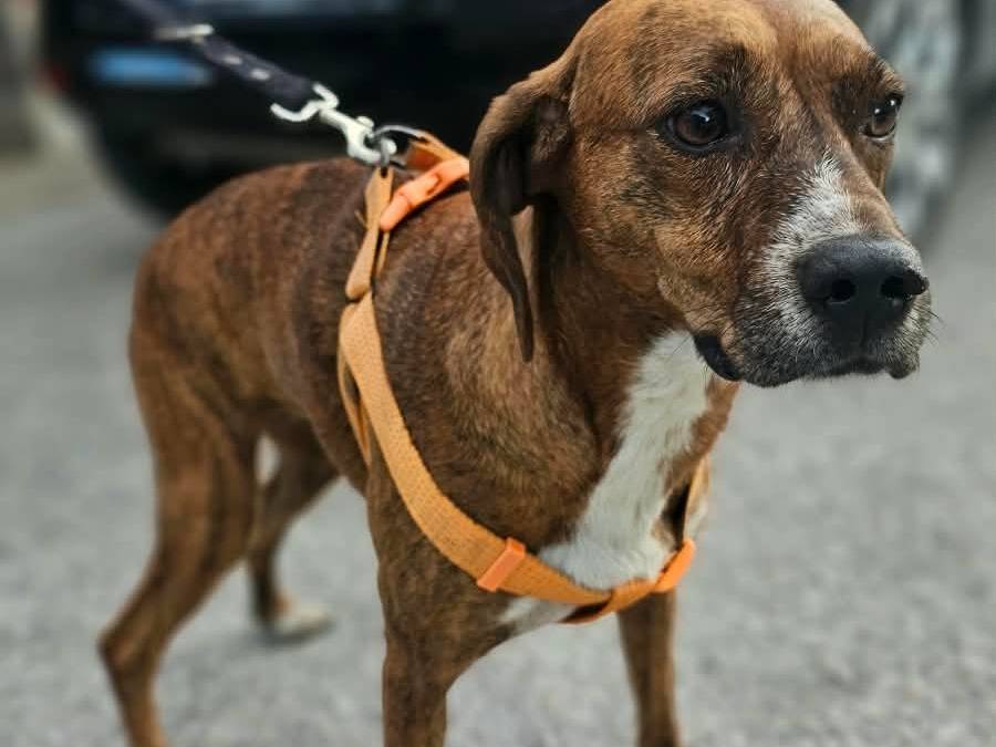 Vuoi adottare un cane a Avellino?