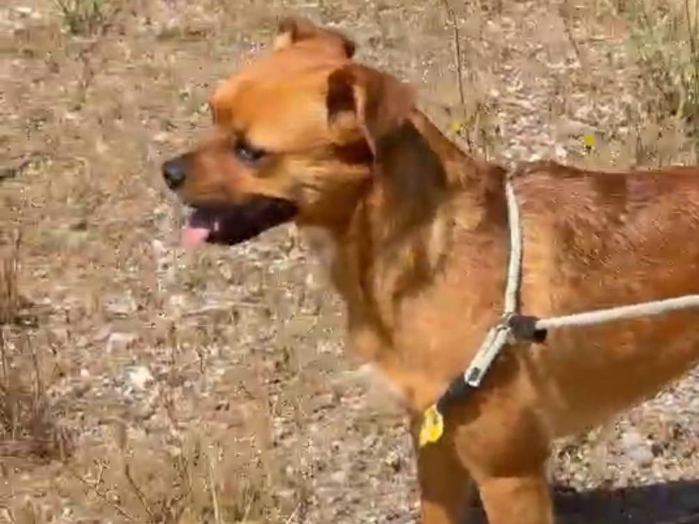 Adozione cane, femmina, Razza sconosciuta Razza sconosciuta, 2 anni e 3 mesi, taglia media contenuta, Savona