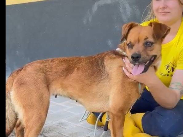 Adotta un cane, femmina, 2 anni e 3 mesi, Savona