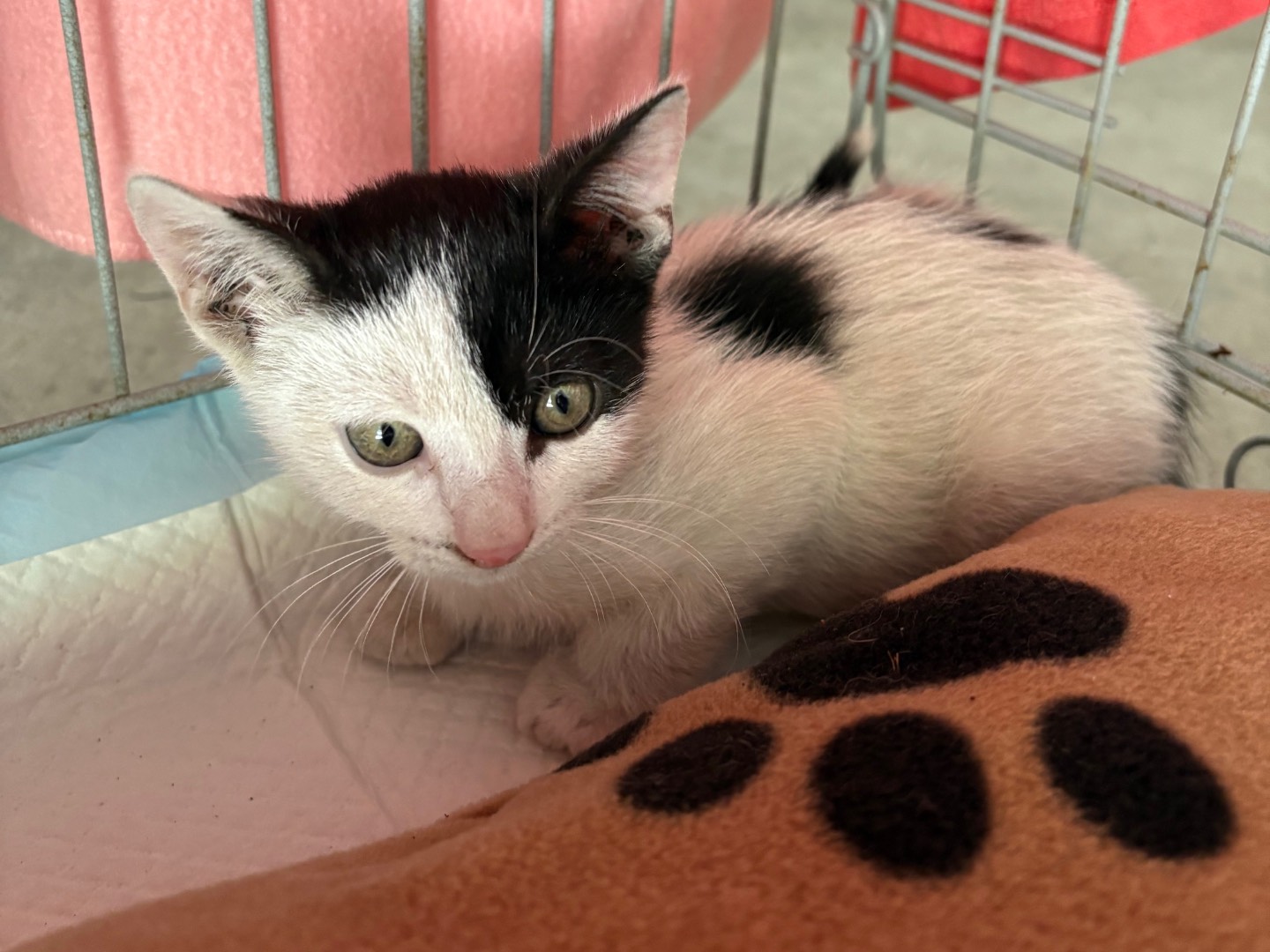 Adozione gatto, femmina, Razza sconosciuta Razza sconosciuta, 2 mesi, taglia non valida, Caserta