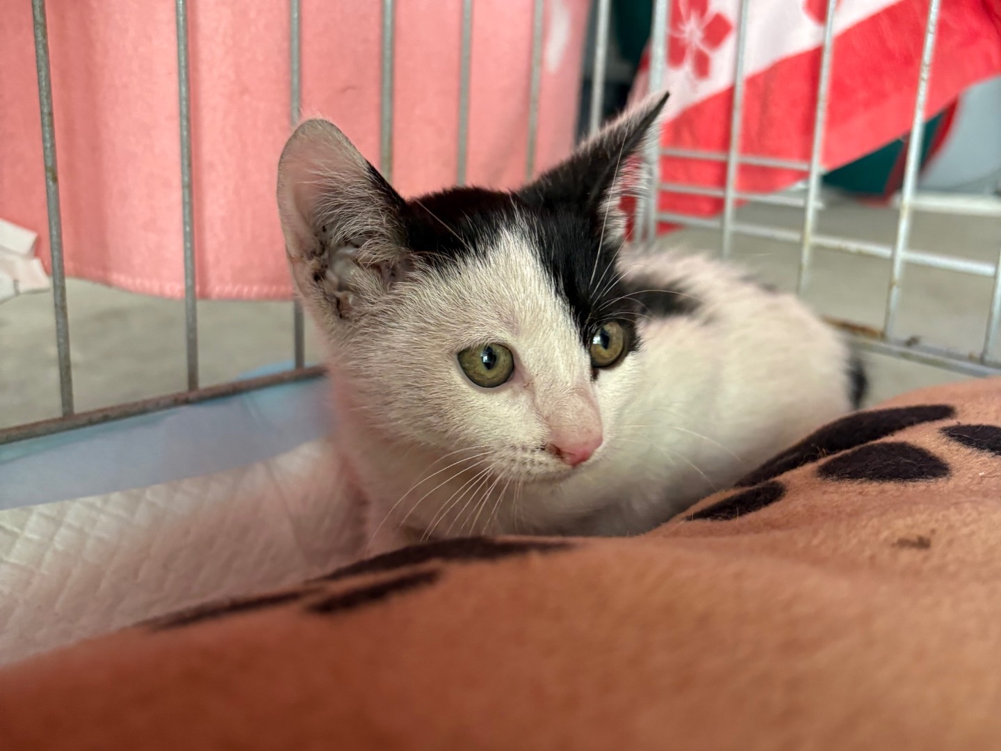 Adotta un gatto, femmina, 2 mesi, Caserta