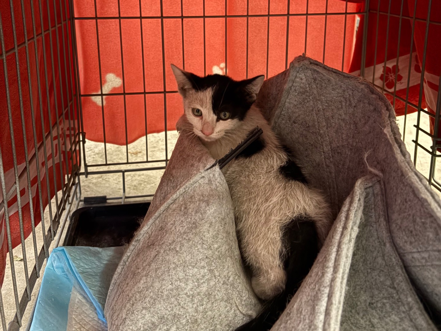 Adotta un gatto, taglia non valida, femmina, Caserta