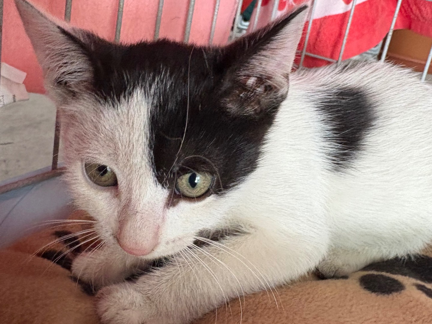 Vuoi adottare un gatto a Caserta?