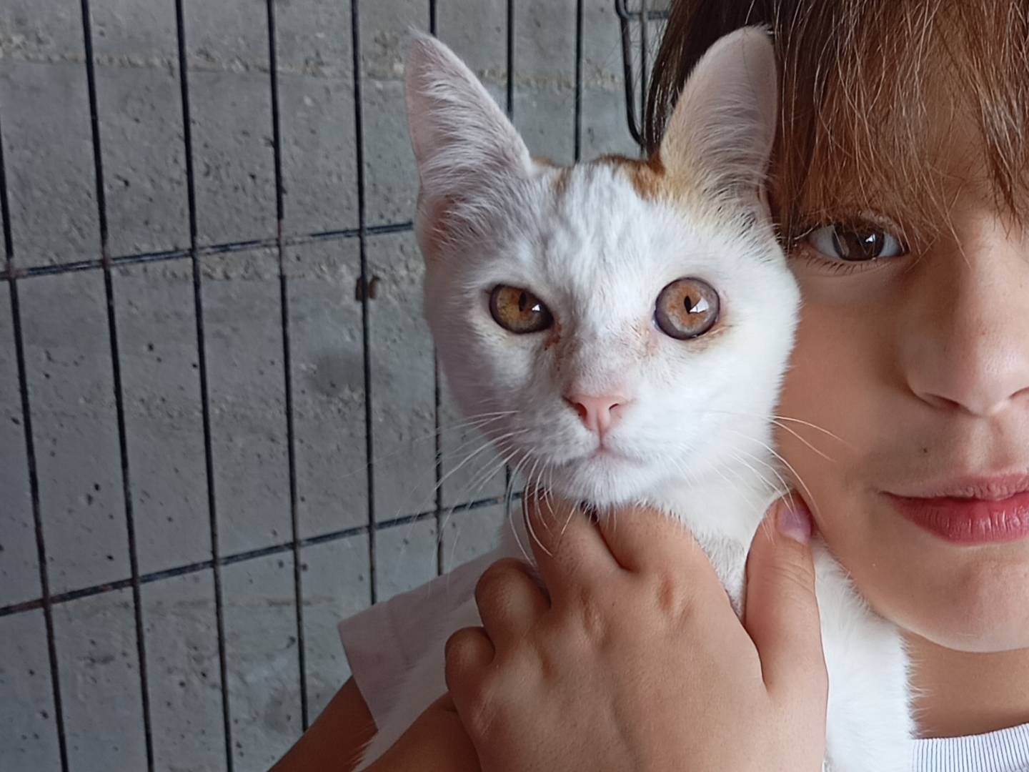Adotta un gatto, maschio, 4 mesi, Latina
